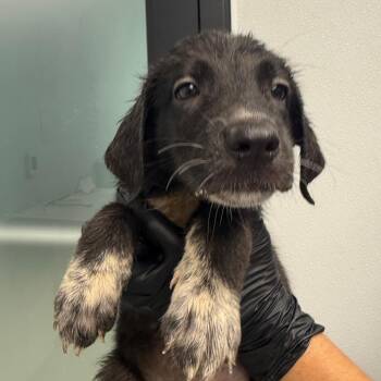 March -  Labrador Retriever and German Shepherd Dog Dog for Adoption in Abilene, Texas - March | PetCurious