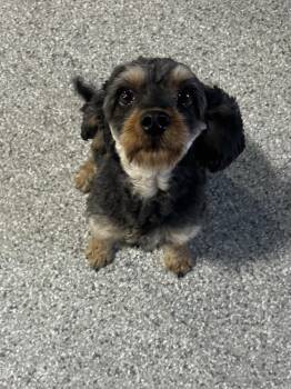 Cavapoo Dogs Available for Adoption in Antwerp, Ohio - Lora. Couch Kid.  | PetCurious