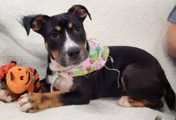 JAMIE -  Labrador Retriever Dog for Adoption in Brunswick, Georgia - JAMIE | PetCurious