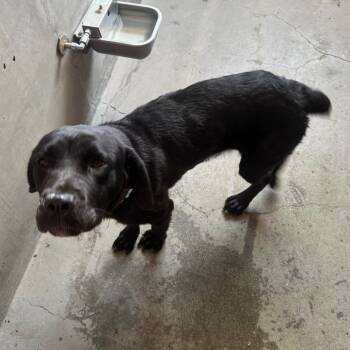 Rescue Black Labrador Retriever and Mixed Breed Dogs for Adoption in Los Angeles, California - Juniper A5715504 | PetCurious