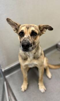 Rescue Australian Cattle Dog Blue Heeler and Shepherd Dogs for Adoption in Victorville, California - Jewel #4000 (803) | PetCurious