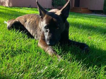 Lucca- Located in CA -  Dutch Shepherd and Cane Corso Dog for Adoption in Imlay City, Michigan - Lucca- Located In CA | PetCurious
