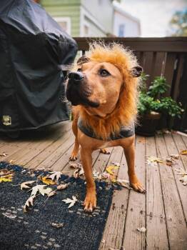 Todd -  Mixed Breed Dog for Adoption in Cincinnati, Ohio - Todd | PetCurious