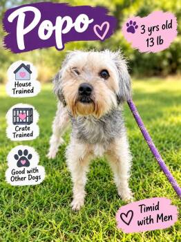 Popo -  Yorkshire Terrier Dog for Adoption in Fort Worth, Texas - Popo | PetCurious