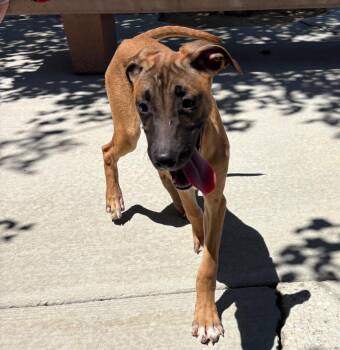 George -  Shepherd and Belgian Shepherd Malinois Dog for Adoption in Twentynine Palms, California - George | PetCurious