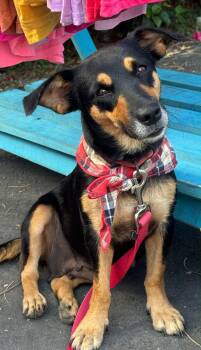Annie Dacshund Mix - 2yrs Good w Cats -  Miniature Pinscher and Dachshund Dog for Adoption in Toronto, Ontario - Annie Dacshund Mix - 2yrs Good W Cats | PetCurious