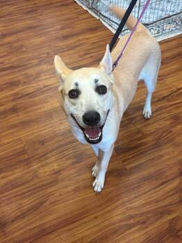 JoJo -  Mixed Breed Dog for Adoption in Mesa, Arizona - JoJo | PetCurious