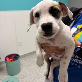 Damon -  Dachshund and Chihuahua Dog for Adoption - Damon | PetCurious