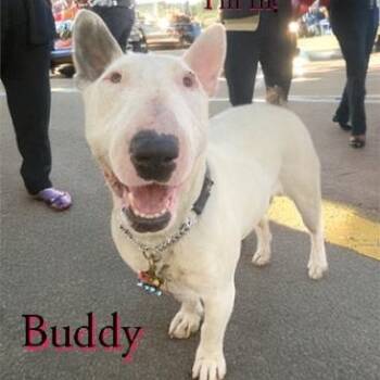 Rescue Bull Terrier Dogs for Adoption in Palm Desert, California - Buddy | PetCurious