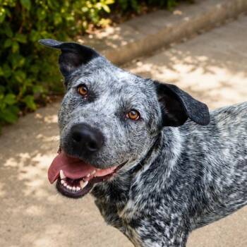Bluey -  Australian Cattle Dog Blue Heeler and Pit Bull Terrier Dog for Adoption in Susanville, California - Bluey | PetCurious
