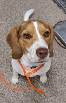 Lucy -  Beagle Dog for Adoption in Fruit Heights, Utah - Lucy | PetCurious