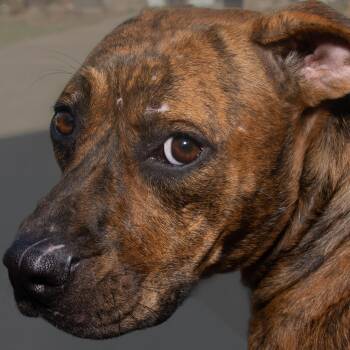 Rescue Pit Bull Terrier Dogs for Adoption in Richmond, Texas - Madison | PetCurious