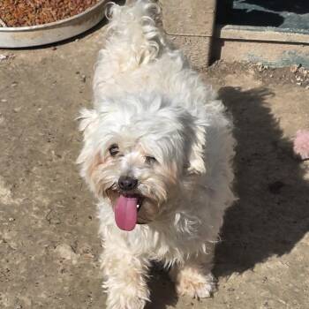 Maltese Dogs Available for Adoption in Zaleski, Ohio - Braxton | PetCurious