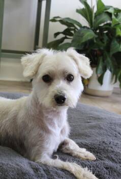 Wilbur -  Maltese Dog for Adoption in Houston, Texas - Wilbur | PetCurious