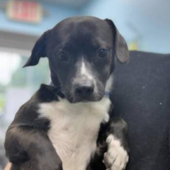 Rory -  Mixed Breed Dog for Adoption in Erie, Pennsylvania - Rory | PetCurious