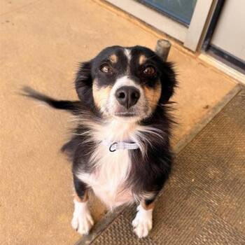 Chai -  Australian Shepherd and Mixed Breed Dog for Adoption in Bentonville, Arkansas - Chai | PetCurious