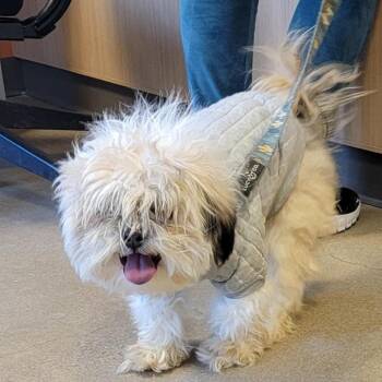 Shih Tzu Dogs Available for Adoption - Bleach Boy | PetCurious