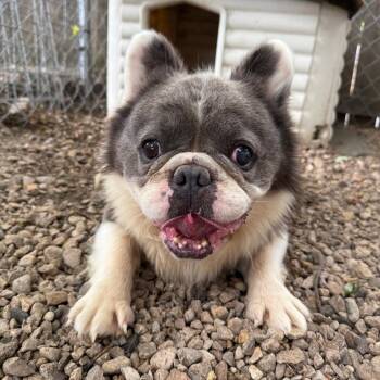 Sourdough -  French Bulldog and Mixed Breed Dog for Adoption in Madison, Wisconsin - Sourdough | PetCurious