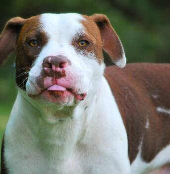 Luggy -  Pit Bull Terrier Dog for Adoption in Manchester, Tennessee - Luggy | PetCurious