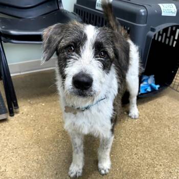 Mixed Breed and Terrier Dogs Available for Adoption in Skokie, Illinois - Bingo | PetCurious