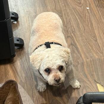 Sky 1753 -  Maltese and Poodle Dog for Adoption in Loxahatchee Groves, Florida - Sky 1753 | PetCurious