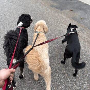 Border Collie and German Shepherd Dog Dogs Available for Adoption in Vienna, Ontario - Gracie (Veronica) | PetCurious