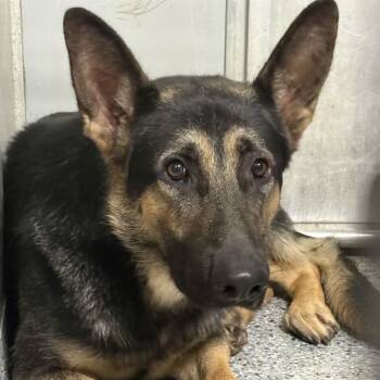 Boots -  German Shepherd Dog Dog for Adoption in Columbia, South Carolina - Boots | PetCurious