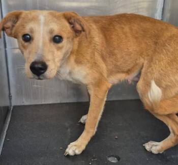 Labrador Retriever Dogs Available for Adoption - CLIO | PetCurious