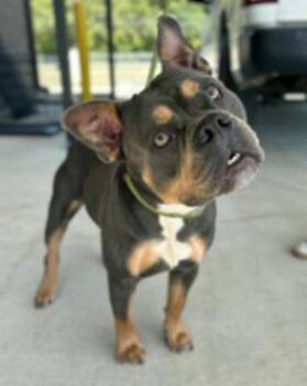 Baloo -  Bulldog Dog for Adoption in Freedom, Wisconsin - Baloo | PetCurious