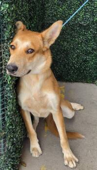 61669096 -  Shepherd and Mixed Breed Dog for Adoption in El Paso, Texas - 61669096 | PetCurious
