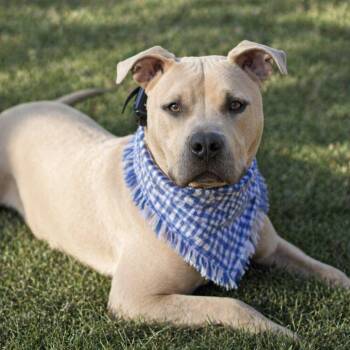 Pit Bull Terrier Dogs Available for Adoption in Roswell, Georgia - Harlow Cobb | PetCurious
