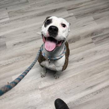 Purple Potato -  Pit Bull Terrier Dog for Adoption in St. Louis, Missouri - Purple Potato | PetCurious
