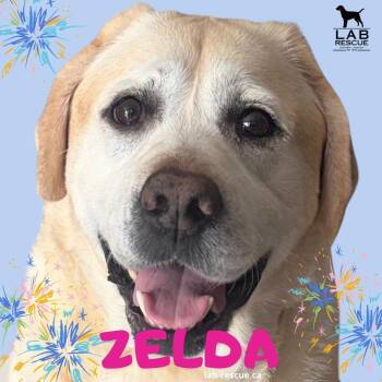 Zelda -  Labrador Retriever Dog for Adoption in Oakville, Ontario - Zelda | PetCurious