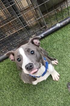 Allie -  Pit Bull Terrier Dog for Adoption in Hopkinsville, Kentucky - Allie | PetCurious