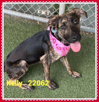 KELLY(also see KATHERINE) -  Hound and Labrador Retriever Dog for Adoption in Marietta, Georgia - KELLY(also See KATHERINE) | PetCurious