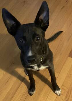 Shepherd and Pit Bull Terrier Dogs Available for Adoption in Pembroke, Massachusetts - Hayley | PetCurious