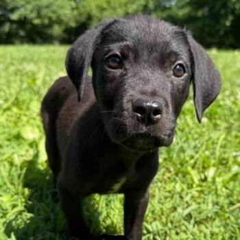 Dillon -  Golden Retriever and Pit Bull Terrier Dog for Adoption in Kansas City, Missouri - Dillon | PetCurious