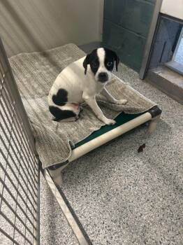 Birdie Jo -  Jack Russell Terrier Dog for Adoption in Plymouth, Connecticut - Birdie Jo | PetCurious