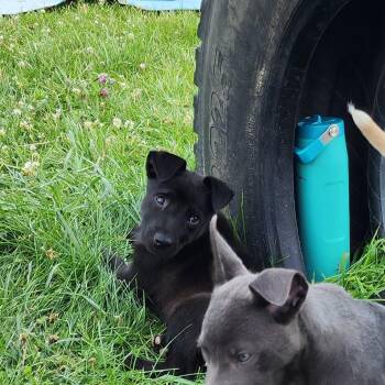 Mary-Ann -  Labrador Retriever Dog for Adoption in Monticello, Iowa - Mary-Ann | PetCurious