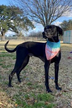 Great Dane and Labrador Retriever Dogs Available for Adoption - Finn (Finnias) | PetCurious