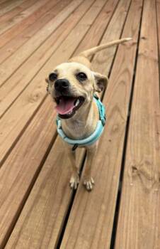 Orphan Annie -  Chihuahua Dog for Adoption in Parker, Colorado - Orphan Annie | PetCurious