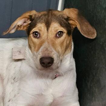 Latte -  Beagle Dog Available for Adoption in Grinnell, Iowa - Latte | PetCurious