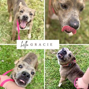 Gracie -  Pit Bull Terrier Dog for Adoption in Evansville, Indiana - Gracie | PetCurious