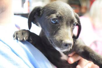 Chihuahua Dogs Available for Adoption in Pahrump, Nevada - Oscar (Bree P1) | PetCurious
