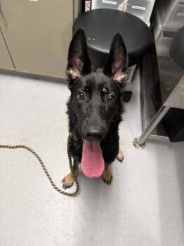German Shepherd Dog and Mixed Breed Dogs Available for Adoption in West Chester, Pennsylvania - Keya | PetCurious