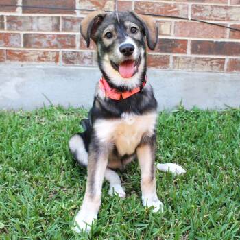 Roxy -  Shepherd and Great Pyrenees Dog for Adoption in Corpus Christi, Texas - Roxy | PetCurious