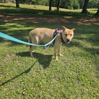 Teddie -  Chow Chow and Shar Pei Dog for Adoption in Wadena, Minnesota - Teddie | PetCurious