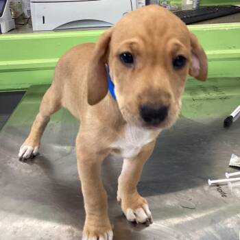 Charley -  Retriever Dog for Adoption in Montgomery, Alabama - Charley | PetCurious