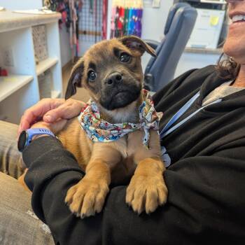 Mixed Breed Dogs Available for Adoption - Chiffon | PetCurious