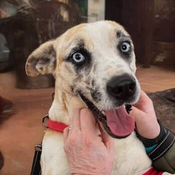 Great Dane Dogs Available for Adoption in Shelby, North Carolina - Kanga | PetCurious